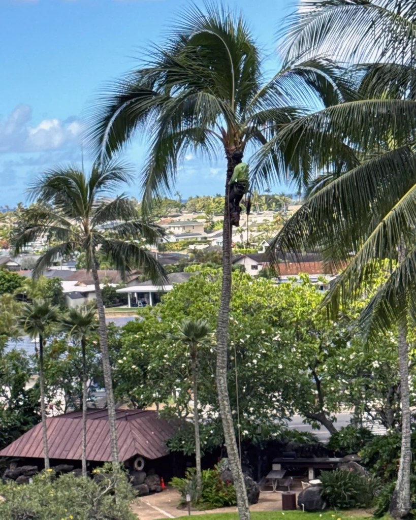 Tree Services In Honolulu, Hawaii