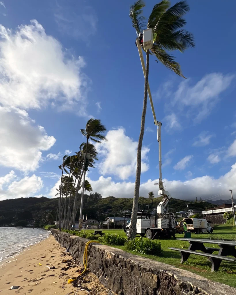 Tree Services In Honolulu, Hawaii