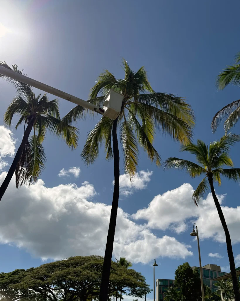 Tree Services In Honolulu, Hawaii