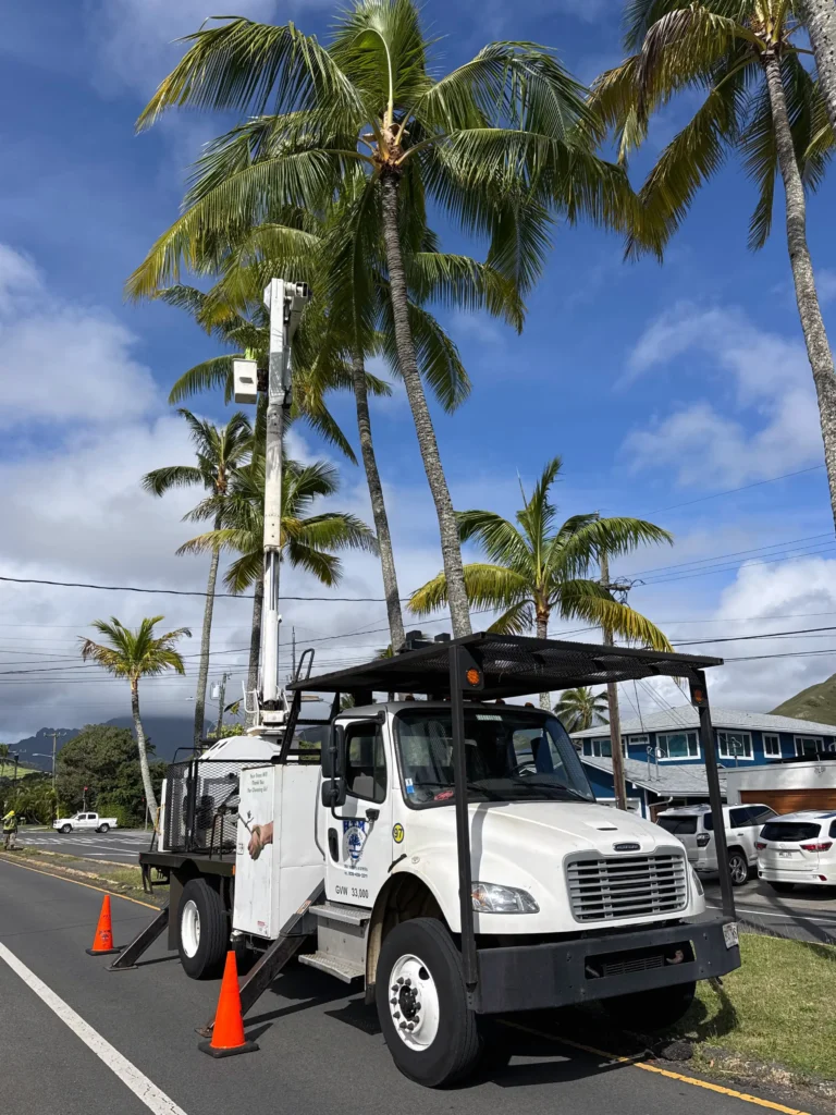 Tree Trimming Services In Hawaii
