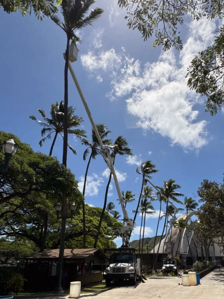 Tree Trimming Services In Hawaii