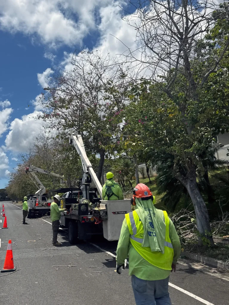 Crown Cleaning and Tree Trimming Services In Hawaii