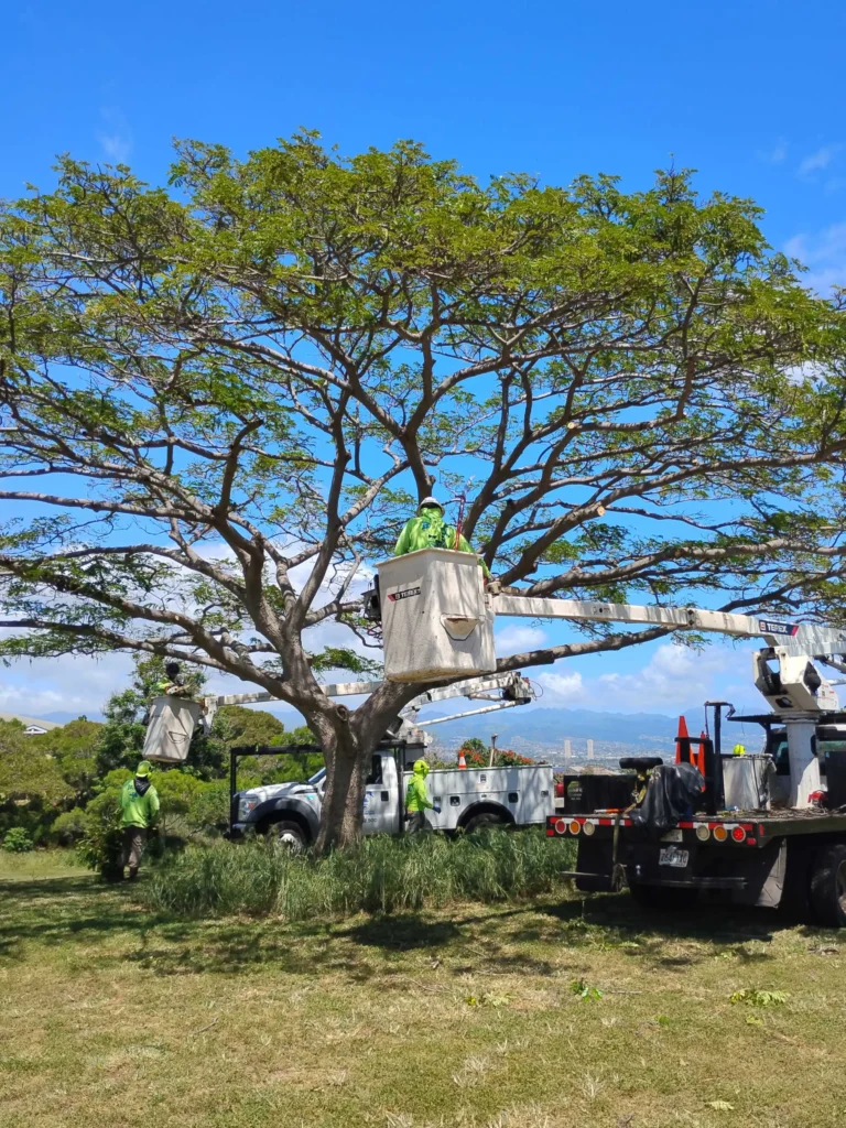 Crown Cleaning and Tree Trimming Services In Hawaii