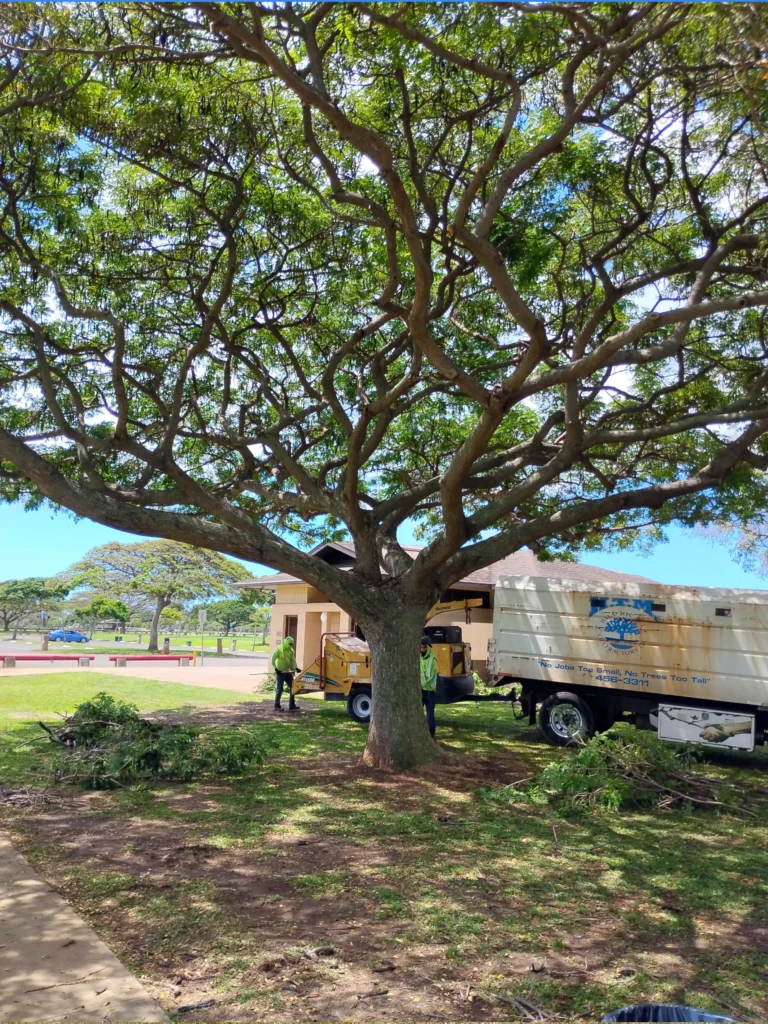 Crown Cleaning and Tree Trimming Services In Hawaii