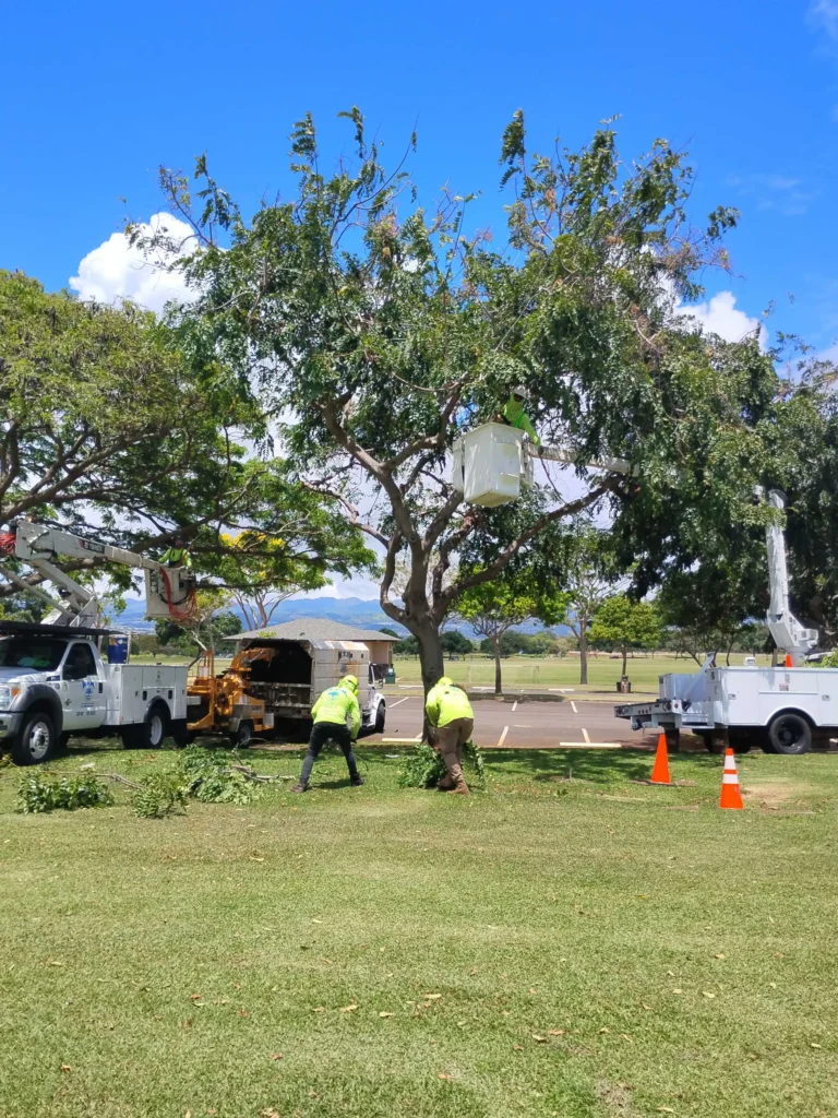 Crown Cleaning and Tree Trimming Services In Hawaii