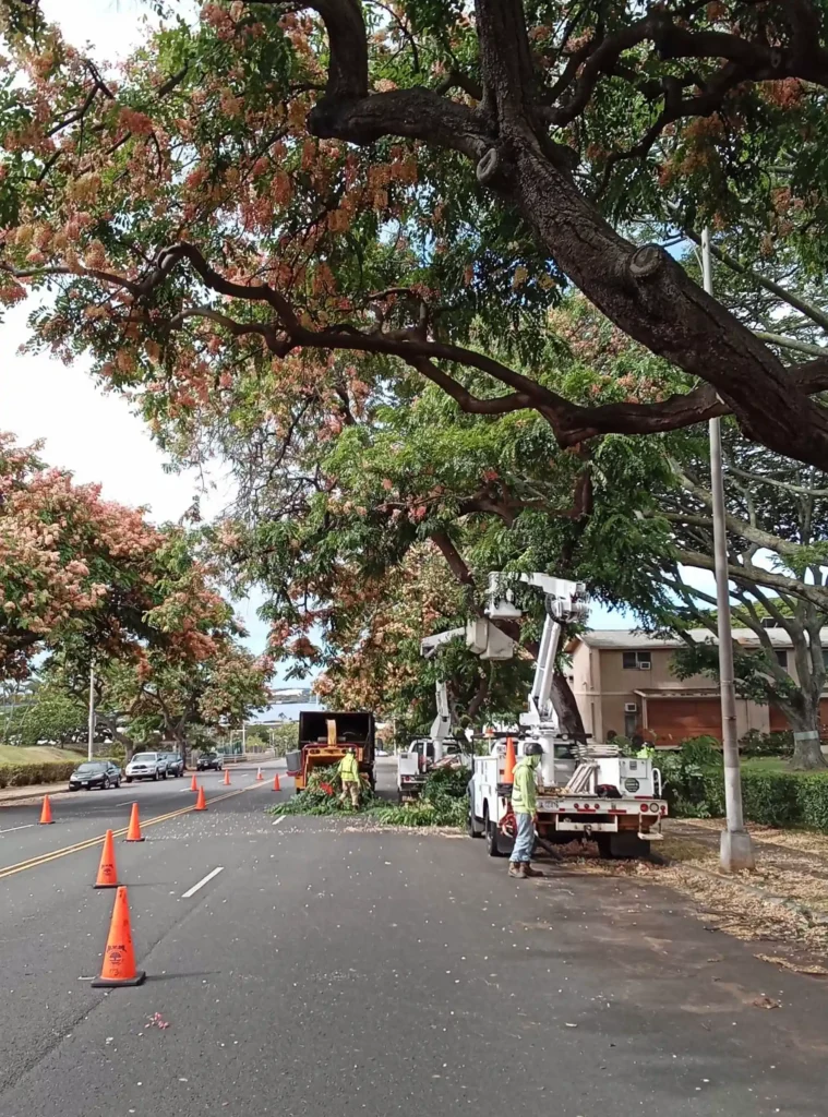 Tree Trimming On Oahu. Crown Cleaning
