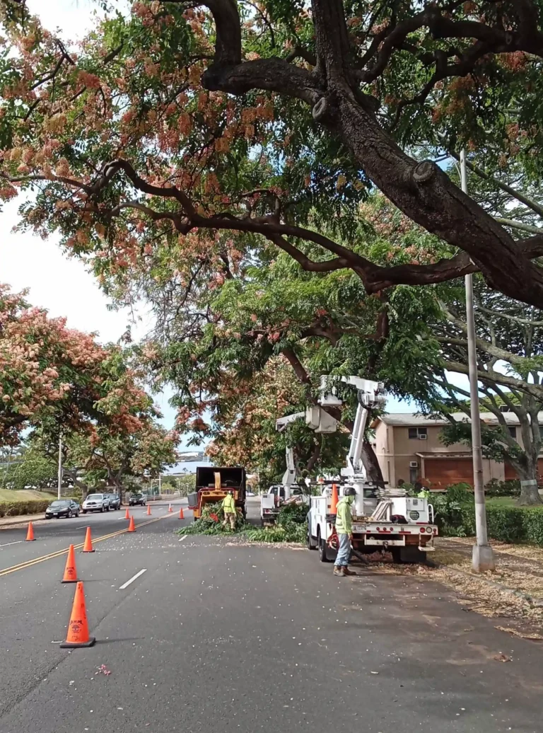 Tree Trimming On Oahu. Crown Cleaning