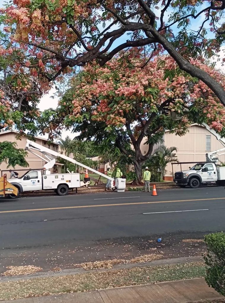 Tree Trimming On Oahu. Crown Cleaning