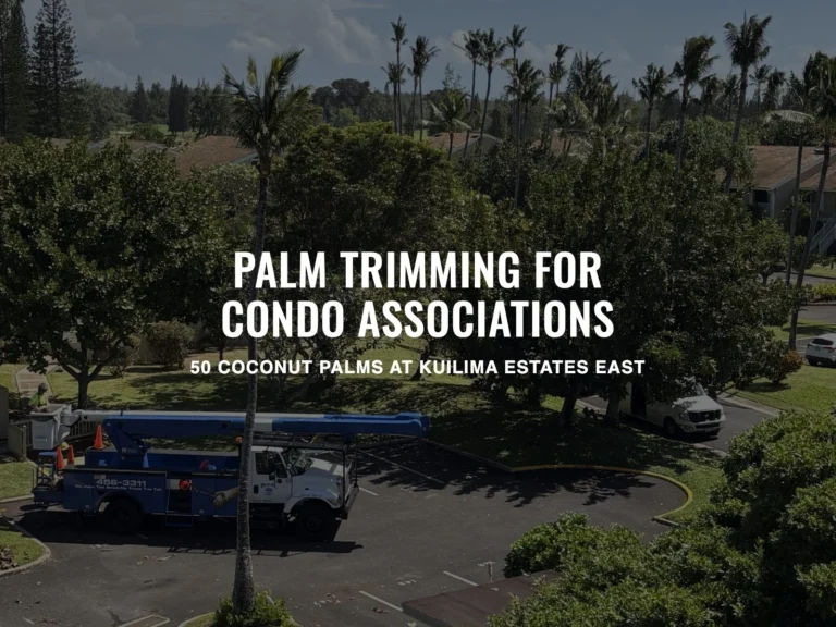 HTM bucket truck and crew trimming coconut palms at Kuilima Estates East, with the title Palm Trimming for Condo Associations