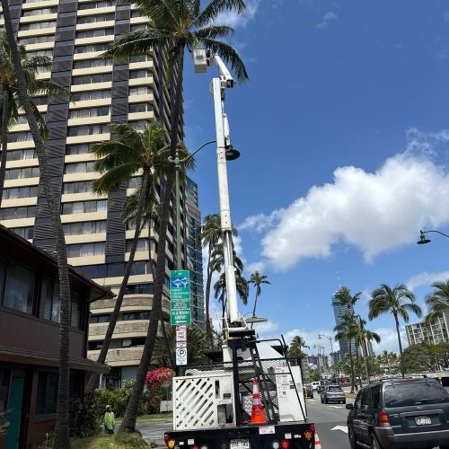 Palm Tree Trimming Services In Hawaii - HTM Contractors