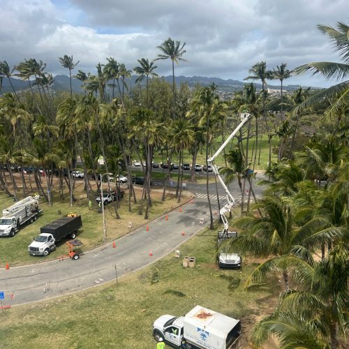 Palm Tree Trimming Services In Hawaii - HTM Contractors