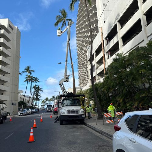 Palm Tree Trimming Services In Hawaii - HTM Contractors