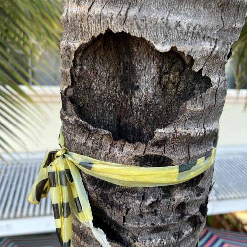 Tree Risk Assessment Hawaii - HTM Contractors