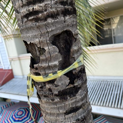 Tree Risk Assessment Hawaii - HTM Contractors