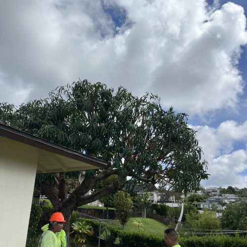 Tree Trimming Services In Hawaii - HTM Contractors