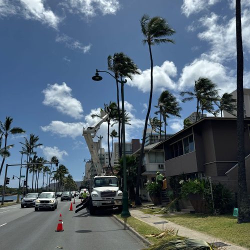 Palm Tree Trimming Services In Hawaii - HTM Contractors