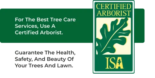 Tree Services On Oahu, Hawaii - Tree Trimming, Removal, & More