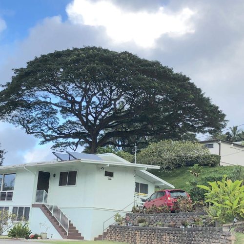 Tree Trimming Services In Hawaii - HTM Contractors