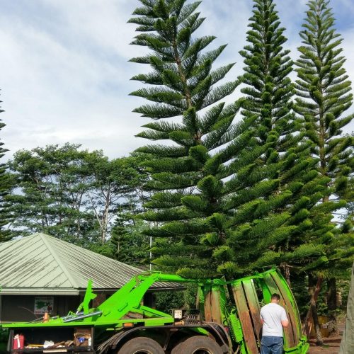 Tree Transplanting HTM Contractors Hawaii