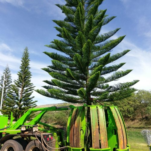 Tree Transplanting HTM Contractors Hawaii