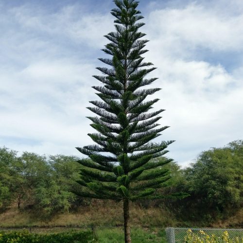 Tree Transplanting HTM Contractors Hawaii