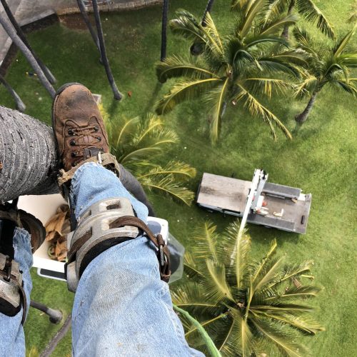 Tree Trimming Services In Hawaii - HTM Contractors