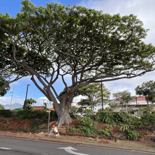 Crown Reduction Services In Hawaii - HTM Contractors