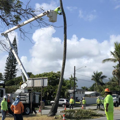 Tree Removal In Hawaii - HTM Contractors