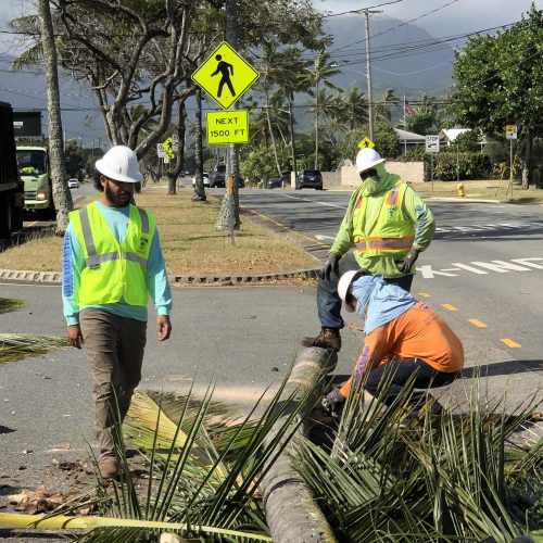 Tree Removal In Hawaii - HTM Contractors