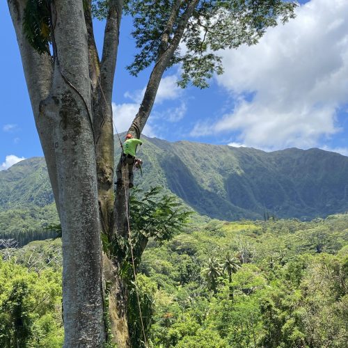 Tree Removal In Hawaii - HTM Contractors