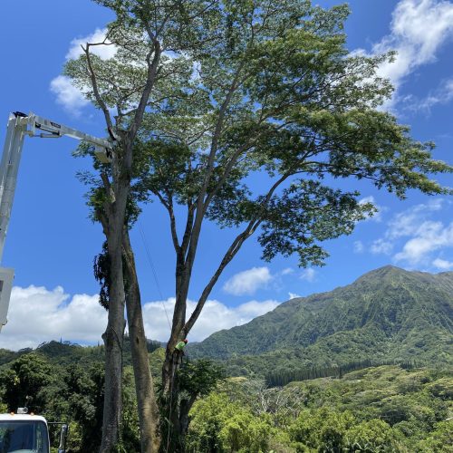 Tree Removal In Hawaii - HTM Contractors