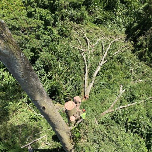 Tree Removal In Hawaii - HTM Contractors