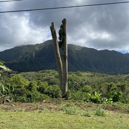 Tree Removal In Hawaii - HTM Contractors