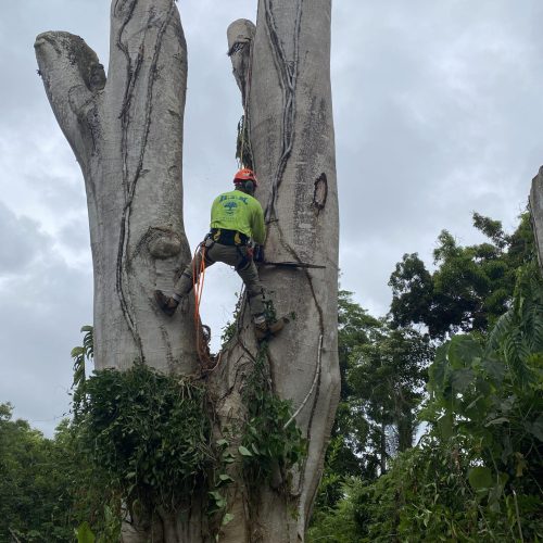 Tree Removal In Hawaii - HTM Contractors