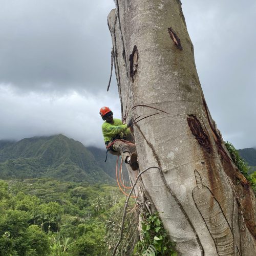 Tree Removal In Hawaii - HTM Contractors