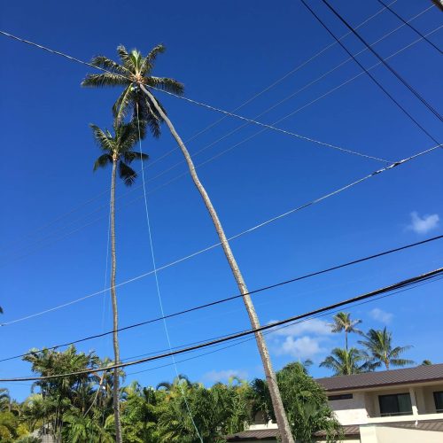 Tree Trimming Services Hawaii