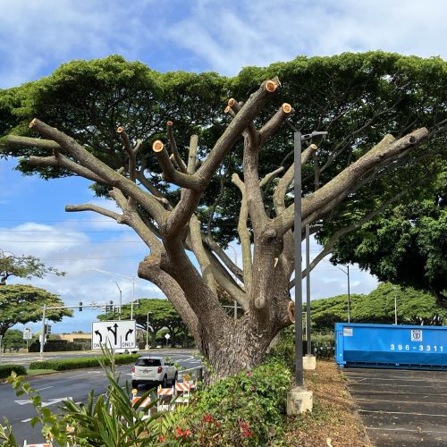 Crown Reduction Services In Hawaii - HTM Contractors