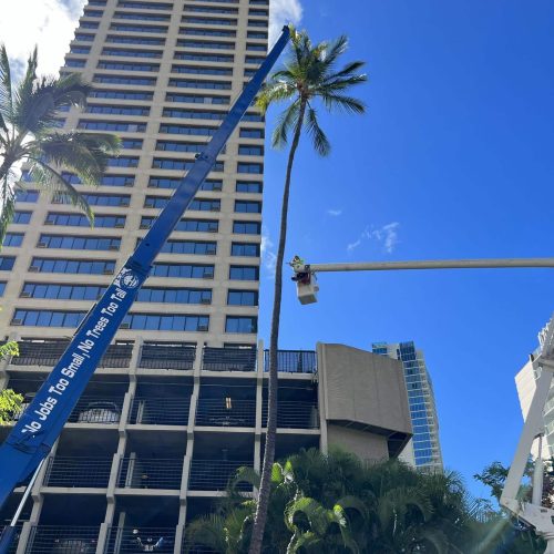 Tree Removal In Hawaii - HTM Contractors