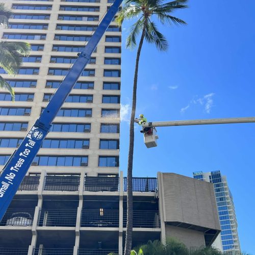 Tree Removal In Hawaii - HTM Contractors