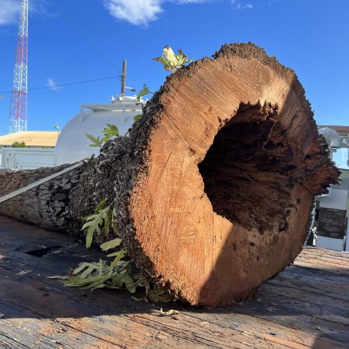 Tree Risk Assessment Hawaii - HTM Contractors