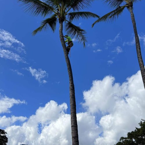 Tree Trimming Services In Hawaii - HTM Contractors