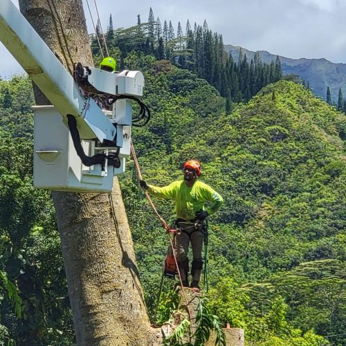 Tree Removal In Hawaii - HTM Contractors