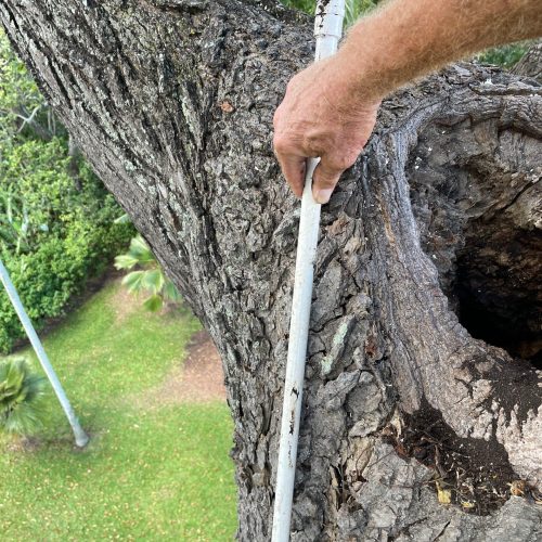 Tree Risk Assessment Hawaii - HTM Contractors