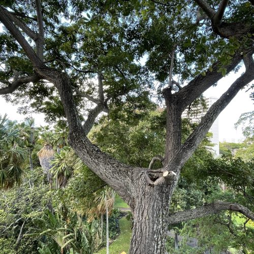 Tree Risk Assessment Hawaii - HTM Contractors