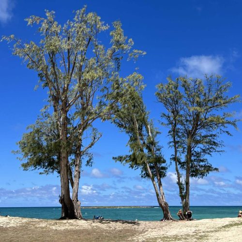 Crown Reduction In Hawaii