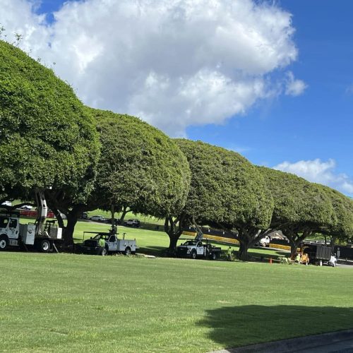 Tree Shaping Services Hawaii - HTM Contractors