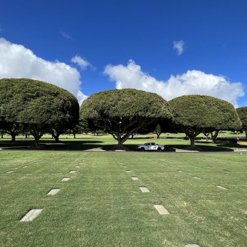 Tree Shaping Services Hawaii - HTM Contractors
