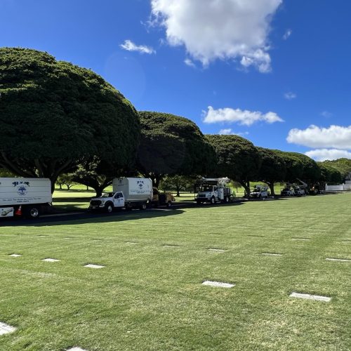 Tree Shaping Services Hawaii - HTM Contractors