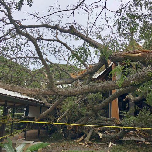 Emergency Tree Removal Hawaii - HTM Contractors