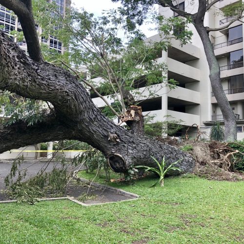 Emergency Tree Removal Hawaii - HTM Contractors